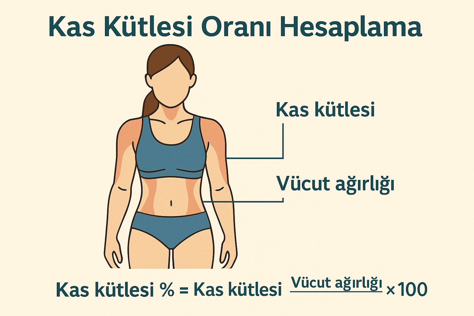 Kas kütlesi oranı hesaplamasını ve vücut kompozisyonunu temsil eden illustrasyon